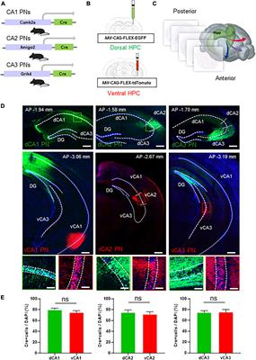 Anatomical topology of extrahippocampal projections from dorsoventral CA pyramidal neurons in mice